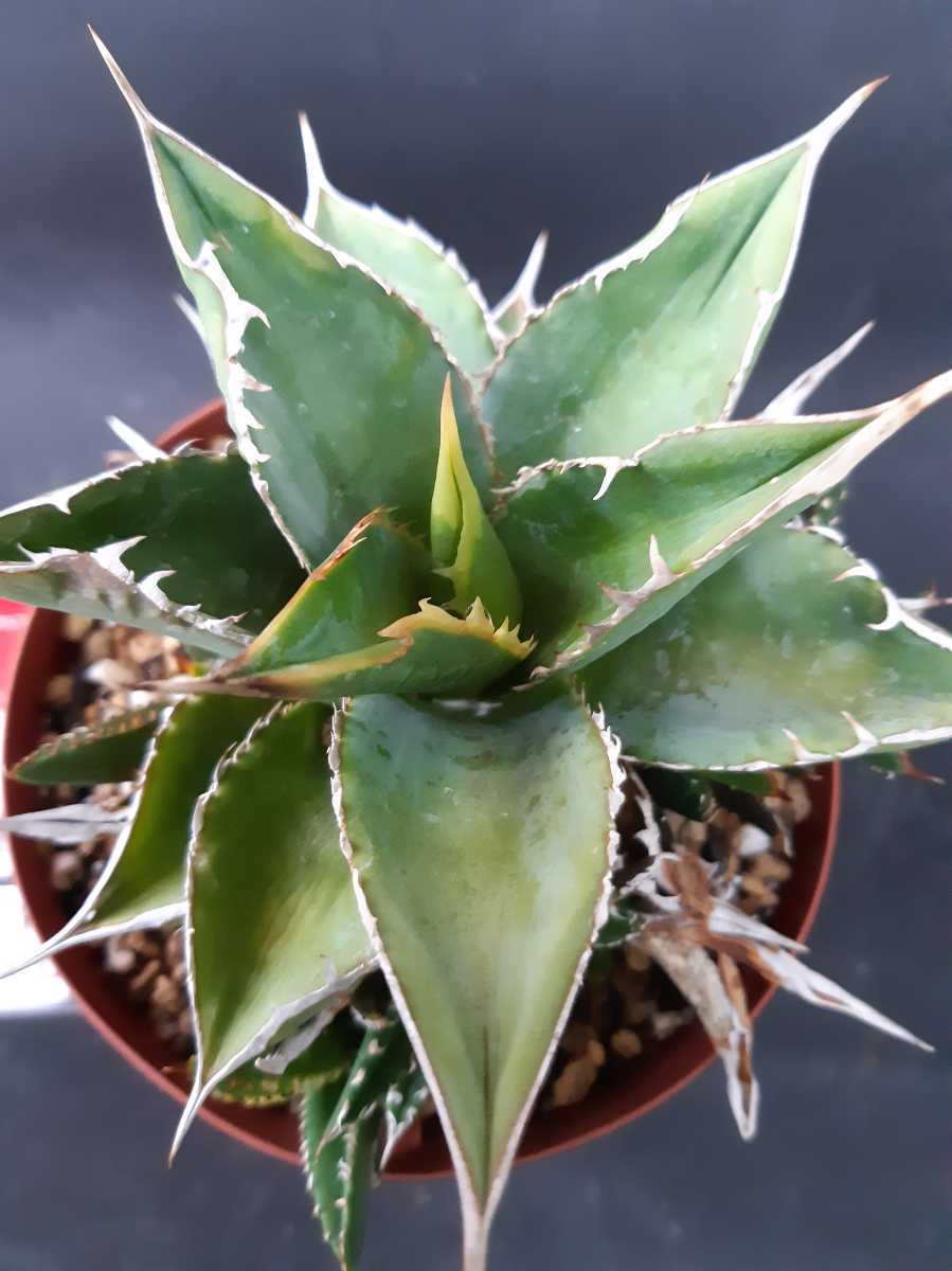 送料無料 アガベ チタノタ ドワーフ コンパクトフォーム ノコ歯 検索 Fo 076 Agave オテロイ チタノタドワーフ コンパクタ の落札情報詳細 ヤフオク落札価格情報 オークフリー スマートフォン版