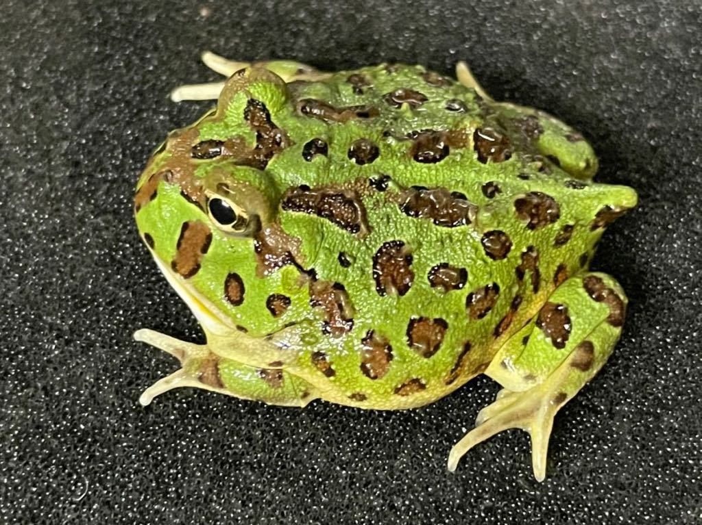ベルジェットガエル（ベルツノガエルと、バジェットガエルの