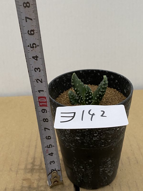 種100粒 ペアルソニー Aloe pearsonii ペアルソニー/アロエ ペアルソニー/Aloe pearsonii/タニク 塊根