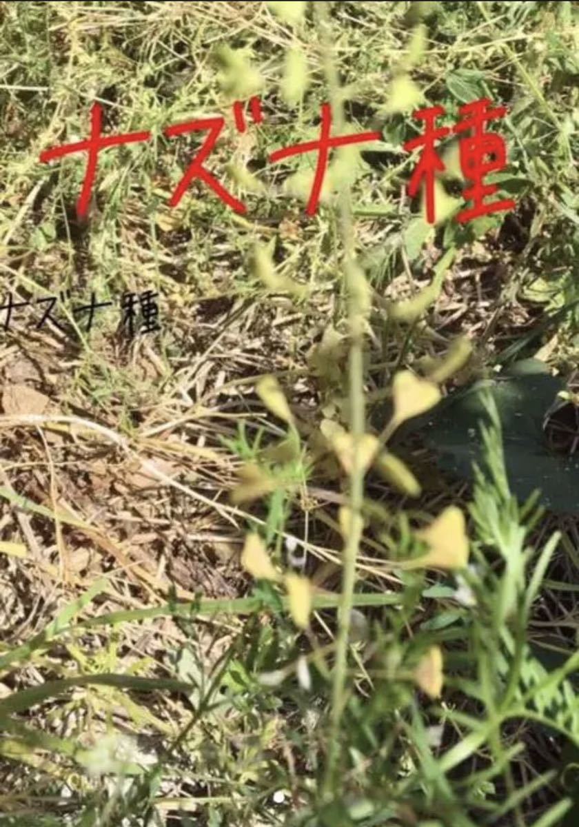 春の七草 でも知られる ナズナ の種 150粒 種 天然 自然栽培 ペンペン草 の落札情報詳細 ヤフオク落札価格情報 オークフリー スマートフォン版