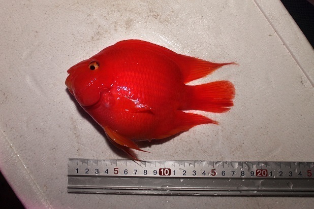 新品 アロワナの目垂れ防止に キングコングパロット ビックサイズ 15 18ｃｍ の落札情報詳細 ヤフオク落札価格情報 オークフリー スマートフォン版