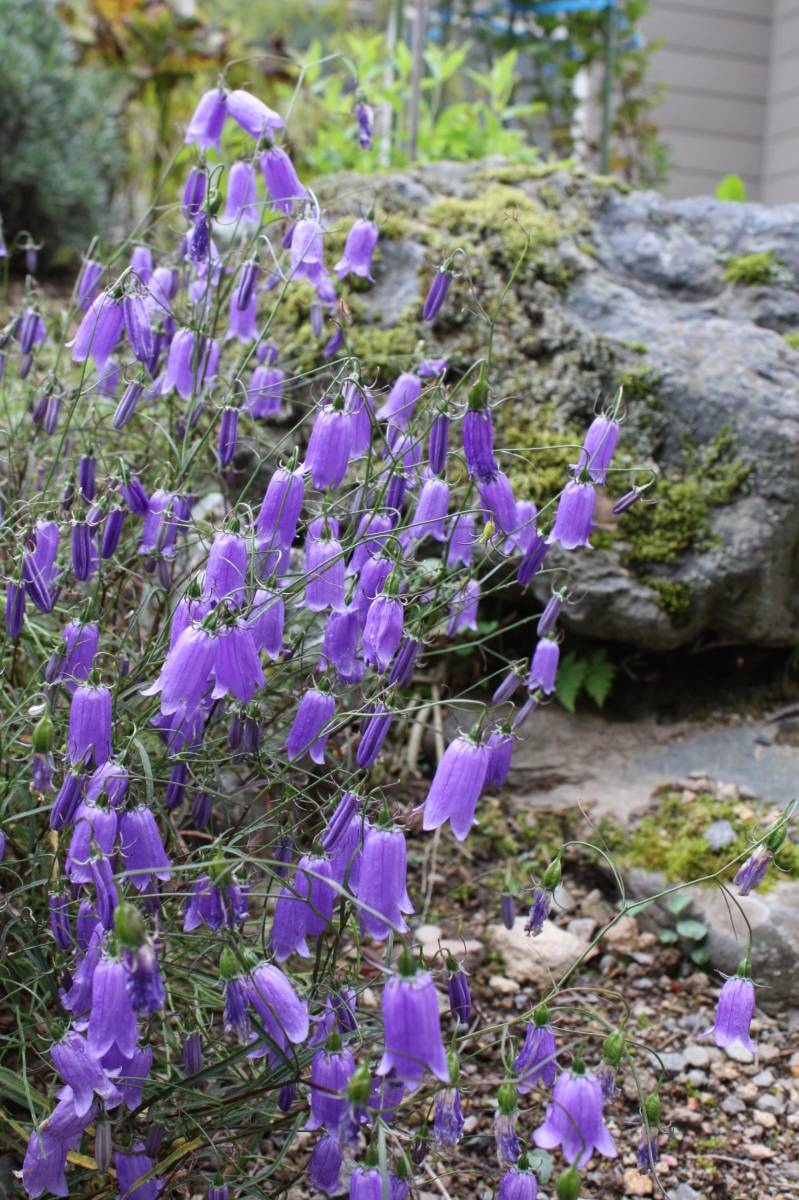 岩沙参 イワシャジン キキョウ科 の落札情報詳細 ヤフオク落札価格情報 オークフリー スマートフォン版