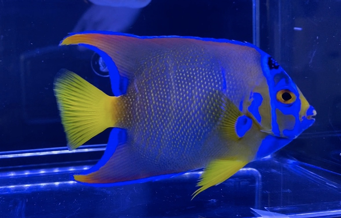 新品 Cyaquarium クイーンエンゼル ベリーズ産 10cm 海水魚 の落札情報詳細 ヤフオク落札価格情報 オークフリー スマートフォン版