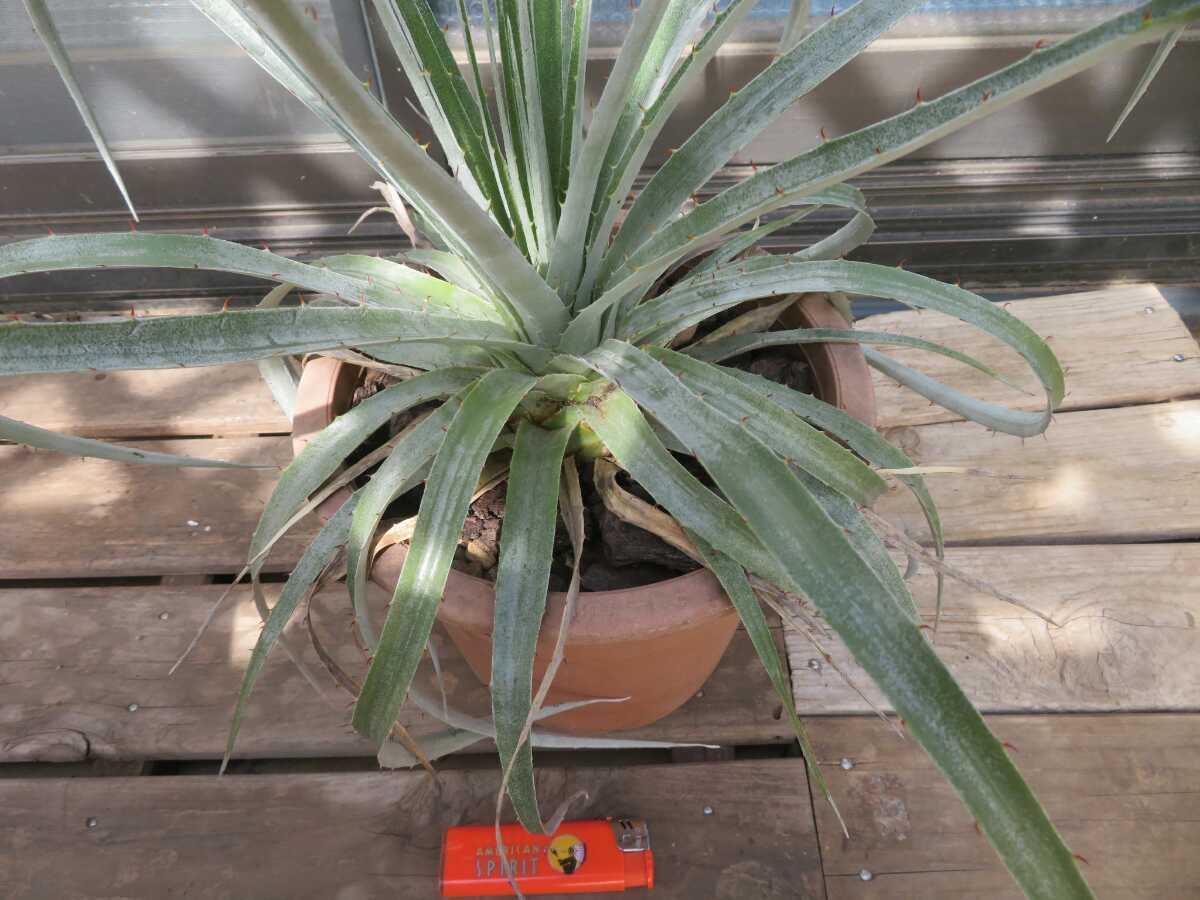 ☆実生 プヤ・セルーレア 強耐寒性/ puya coerulea