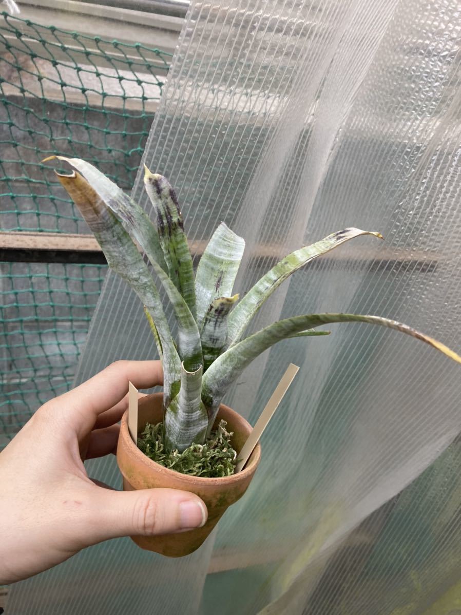 Neoregelia pauciflora (scurfy clone) 】☆白いパウシフローラ