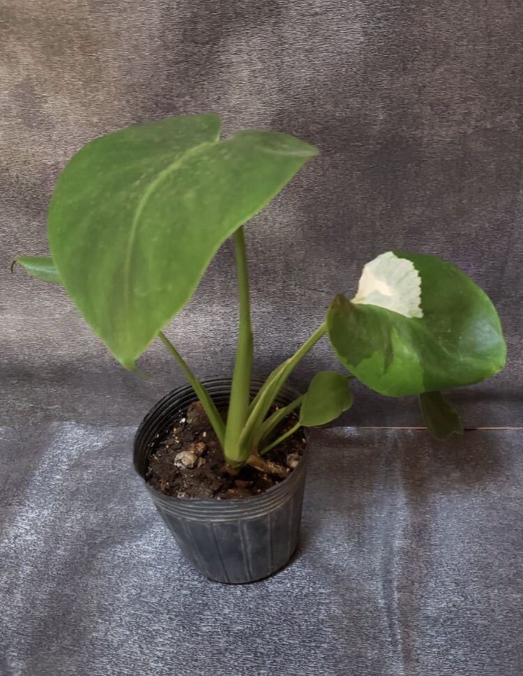 観葉植物 モンステラ ボルシギアナ ホワイト 萌黄斑 バリエガタ 4 モンステラ デリシオーサ モンス黄斑 の落札情報詳細 ヤフオク落札価格情報 オークフリー スマートフォン版 観葉植物 モンステラ ボルシギアナ ホワイト 萌黄斑 バリエガタ 4 モンステラ デリシオーサ モンス黄斑 の落札情報詳細 ヤフオク落札価格情報 オークフリー スマートフォン版