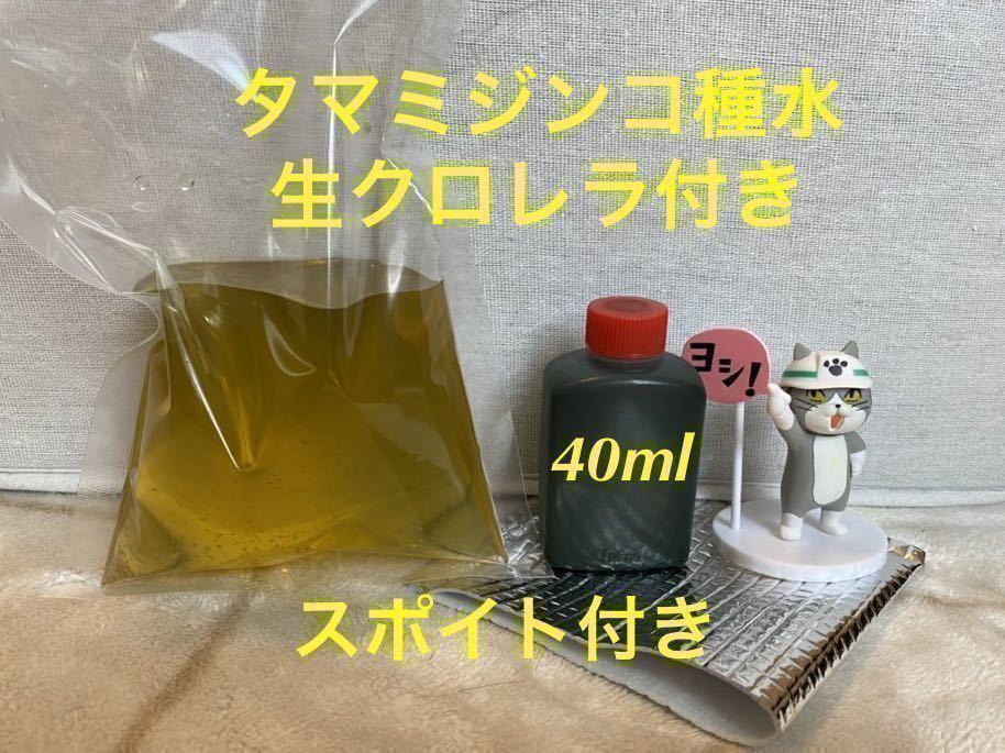 新品 タマミジンコ種水送料込み 生クロレラ40ml おまけ付き 生き餌メダカ金魚稚魚にもグリーンウォーター青水飼育水0617j の落札情報詳細 ヤフオク落札価格情報 オークフリー スマートフォン版 新品 タマミジンコ種水送料込み 生クロレラ40ml おまけ付き 生き餌メダカ金魚稚魚にもグリーンウォーター青水飼育水0617j の落札情報詳細 ヤフオク落札価格情報 オークフリー スマートフォン版