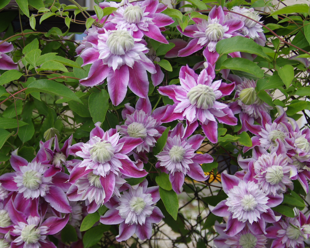 新品 ジョセフィーヌ 大輪クレマチス 苗 ピンク八重咲き の落札情報詳細 ヤフオク落札価格情報 オークフリー スマートフォン版