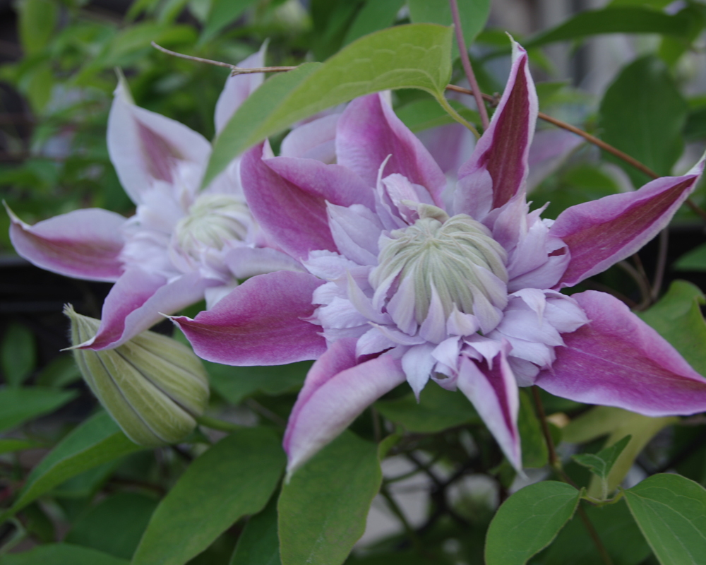 新品 ジョセフィーヌ 大輪クレマチス 苗 ピンク八重咲き の落札情報詳細 ヤフオク落札価格情報 オークフリー スマートフォン版