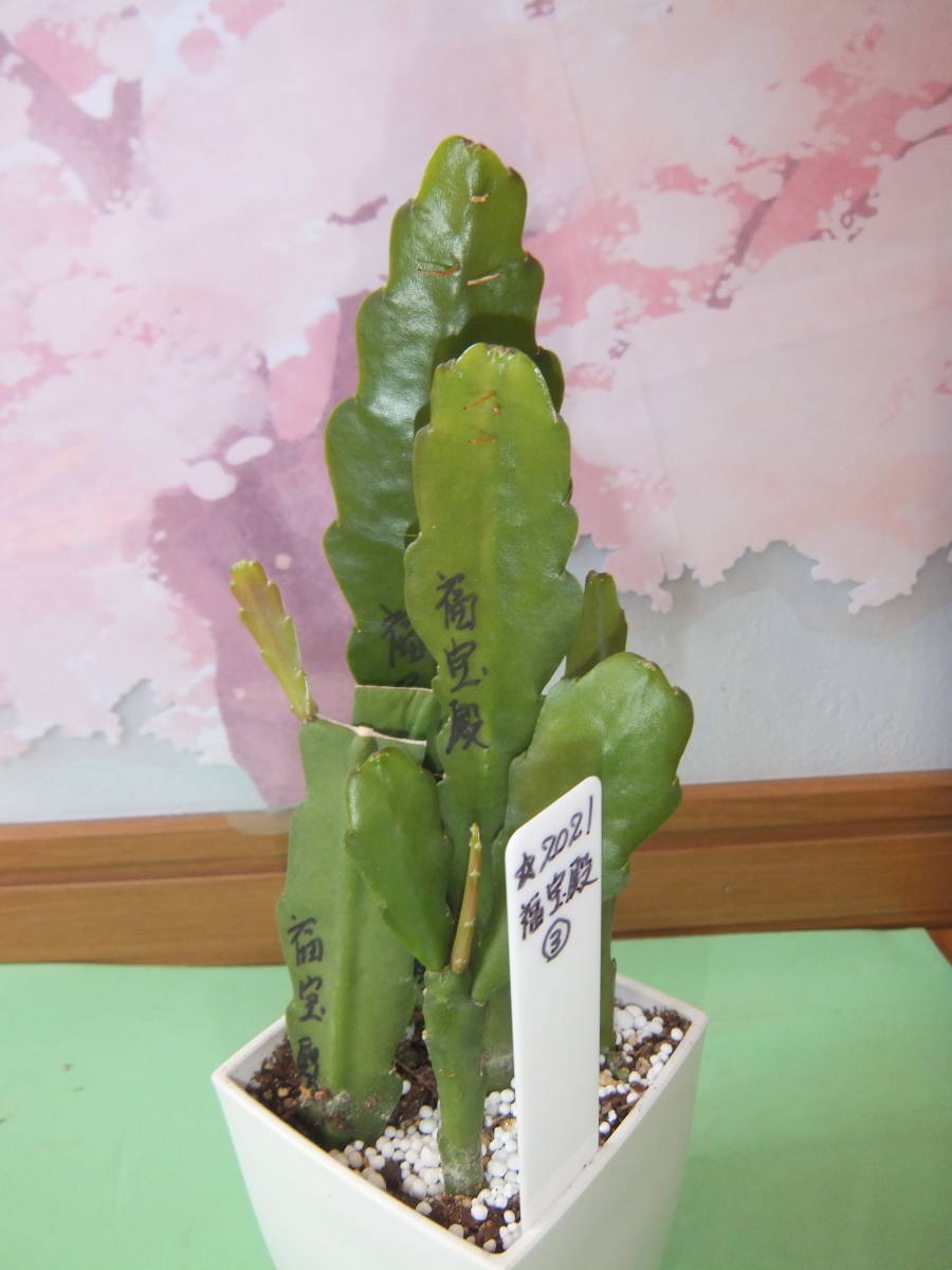 自家栽培 サボテン クジャクサボテン 福宝殿 7本 苗 W の落札情報詳細 ヤフオク落札価格情報 オークフリー