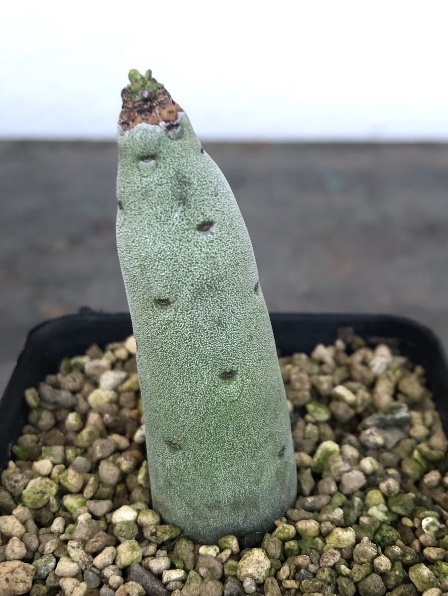 ユーフォルビア アローディ 挿木苗 euphorbia alluaudii 多肉植物の