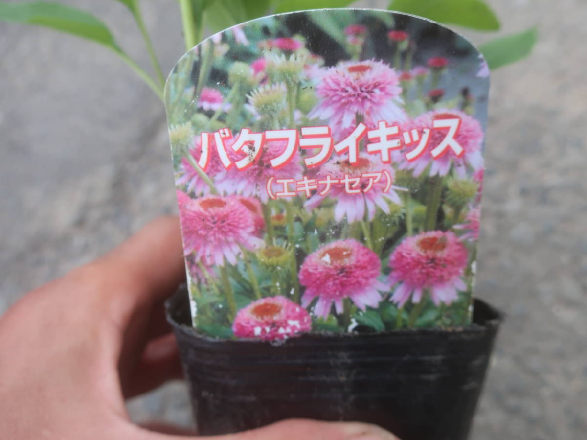 新品 八重咲き エキナセア バタフライキッス 切り花 バレンギク バレン菊 八重 山野草 宿根 耐寒 草花 地植え ガーデニング の落札情報詳細 ヤフオク落札価格情報 オークフリー スマートフォン版