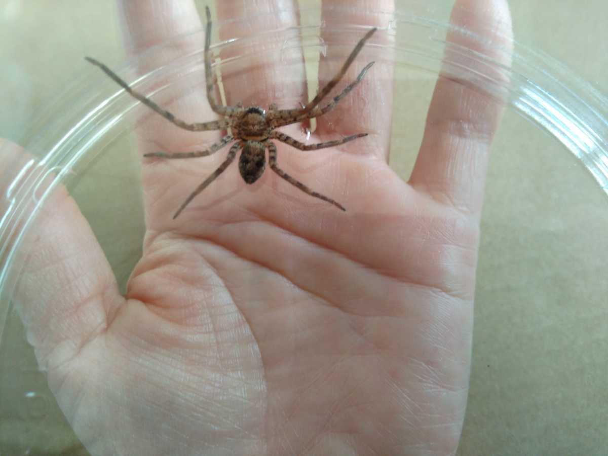 新品 即決 アシダカグモ軍曹 1匹 約4 5cm 蜘蛛 くも アシダカクモ ゴキブリ退治に活躍してくれます の落札情報詳細 ヤフオク落札価格情報 オークフリー スマートフォン版