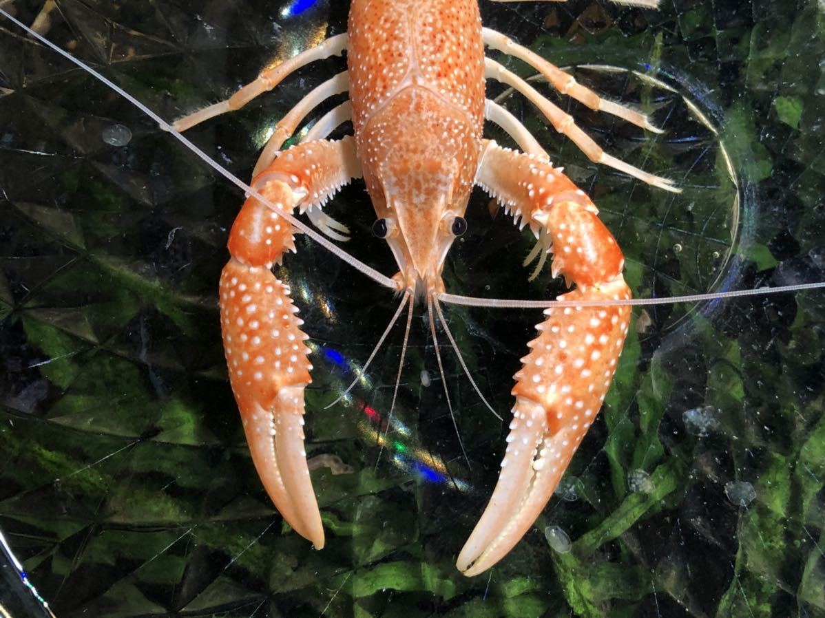 新品 アメリカザリガニの色素変異 オレンジ白ヒゲ 写真の個体 特大オス10センチくらい 他にも色々出品してます 11 の落札情報詳細 ヤフオク落札価格情報 オークフリー スマートフォン版