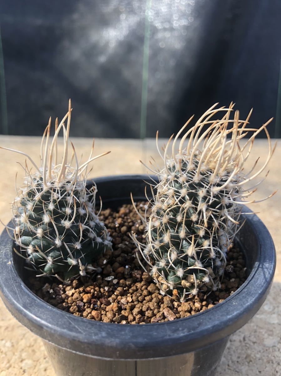 ペディオカクタス　メンゼリー　太刺 ペディオカクタス メンゼリー サボテン 多肉植物 CACTUSBASE 刺と塊