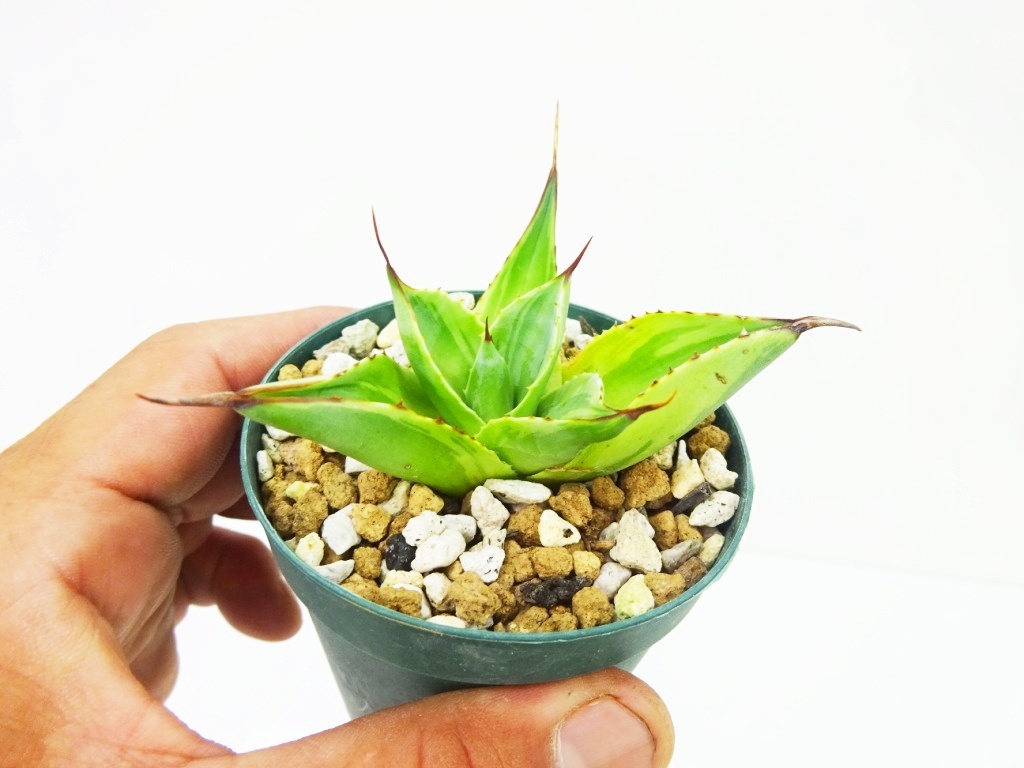 オバティフォリア キラー充実苗