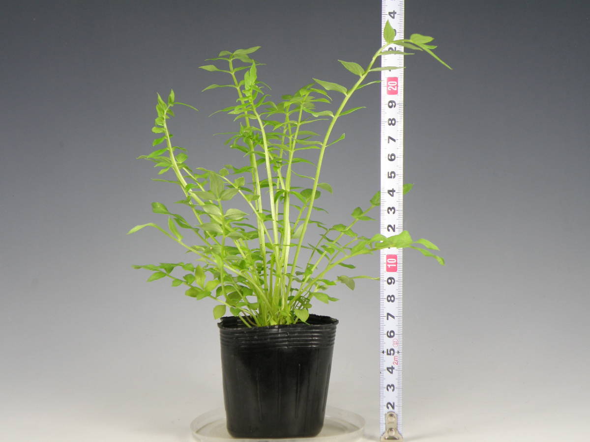 阿蘇ハナシノブ 特定第一種国内希少動植物種 取扱届出済 山野草 花 野生ラン の落札情報詳細 ヤフオク落札価格情報 オークフリー スマートフォン版 阿蘇ハナシノブ 特定第一種国内希少動植物種 取扱届出済 山野草 花 野生ラン の落札情報詳細 ヤフオク落札価格情報 オークフリー スマートフォン版