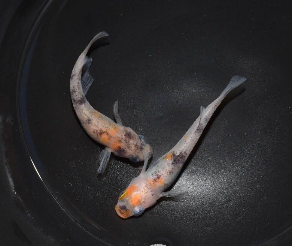 あんずめだか 桜錦1ペア 非透明鱗三色 現物 めだか の落札情報詳細 ヤフオク落札価格情報 オークフリー スマートフォン版