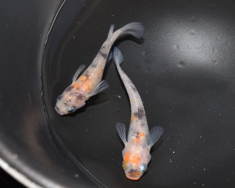 あんずめだか 桜錦1ペア 非透明鱗三色 現物 めだか の落札情報詳細 ヤフオク落札価格情報 オークフリー スマートフォン版