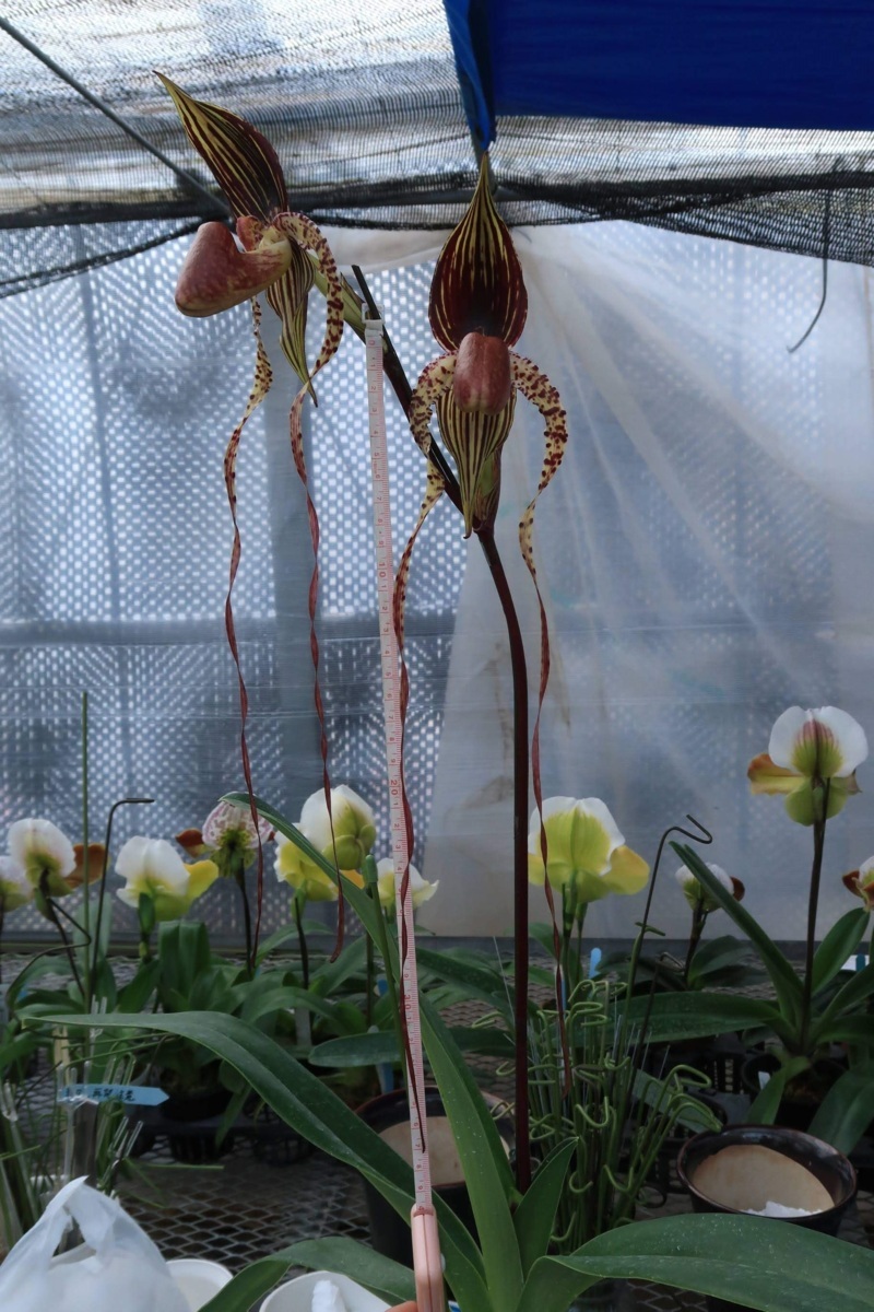 パフィオペディラム Paph. Johanna Burkhardt 洋ラン 特価 パフィオペディラム Paph. Johanna Burkhardt 洋ラン 特価 パフィオ