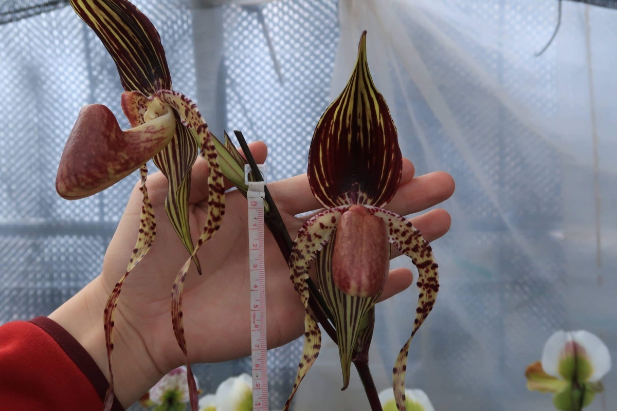 新品】洋蘭 パフィオ TA6734 PSH0157 Paph. Crowning Glory (Johanna 