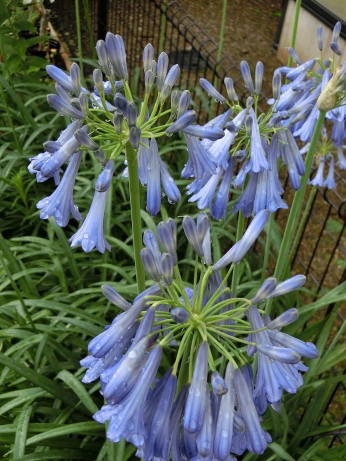 アガパンサス イナペルタスの苗 の落札情報詳細 ヤフオク落札価格情報 オークフリー スマートフォン版 アガパンサス イナペルタスの苗 の落札情報詳細 ヤフオク落札価格情報 オークフリー スマートフォン版