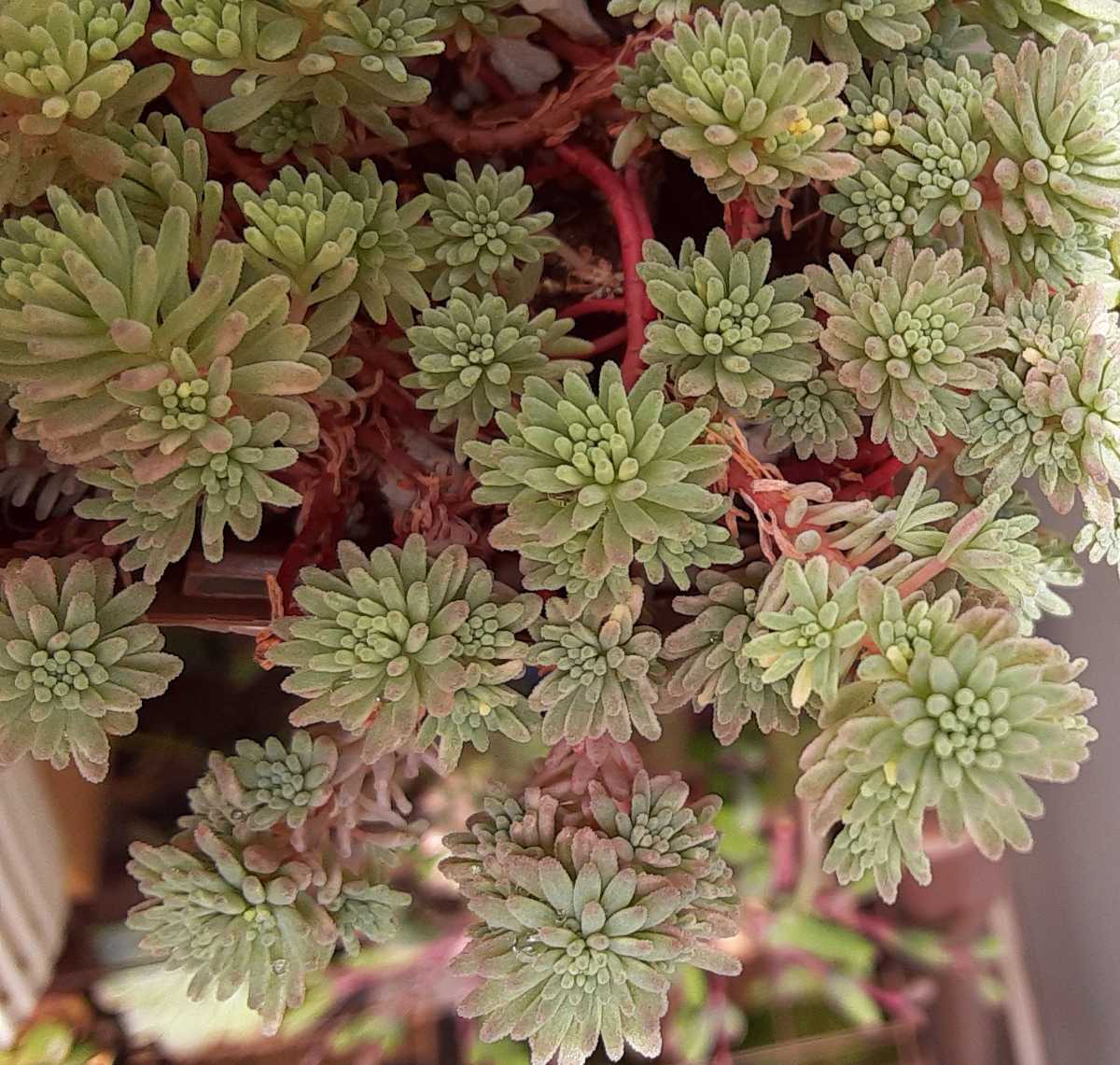 新品 オマケつき 多肉植物 斑入りパリダム クリームソーダ セダム カット苗5カット 2cmほどの長さ 寄せ植え グラウンドカバーにも の落札情報詳細 ヤフオク落札価格情報 オークフリー スマートフォン版