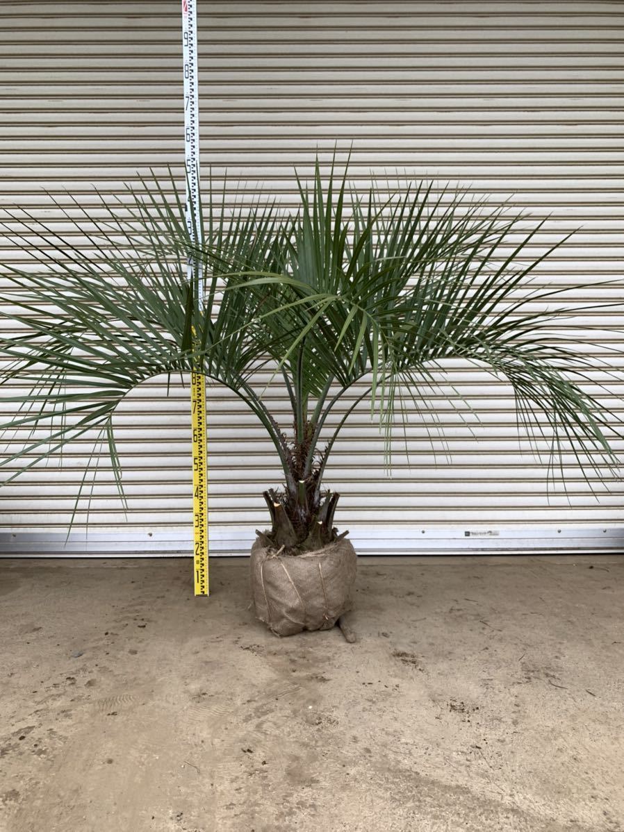 送料込み 数量限定 ココスヤシ ヤシの木 ヤシ 庭木 植木 庭 シンボルツリー ガーデニング 鉢植え等 の落札情報詳細 ヤフオク落札価格情報 オークフリー スマートフォン版