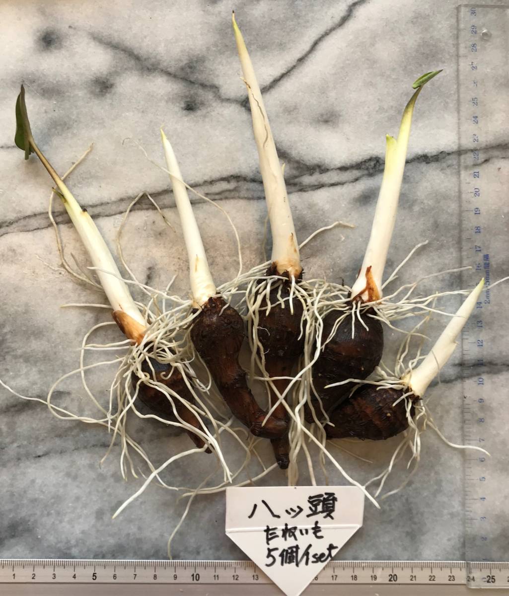 新品 八つ頭 ヤツガシラサトイモ 芽出し済 里芋のたねいも ５ 個 １セット 400スタート の落札情報詳細 ヤフオク落札価格情報 オークフリー スマートフォン版