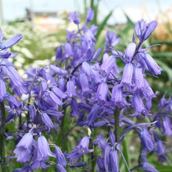 新品 球根釣鐘草 シラーカンパニュラータ 400g 大小混合 売り切り の落札情報詳細 ヤフオク落札価格情報 オークフリー スマートフォン版