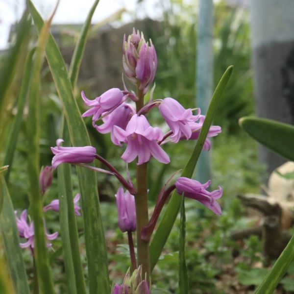 新品 球根釣鐘草 シラーカンパニュラータ 400g 大小混合 売り切り の落札情報詳細 ヤフオク落札価格情報 オークフリー スマートフォン版
