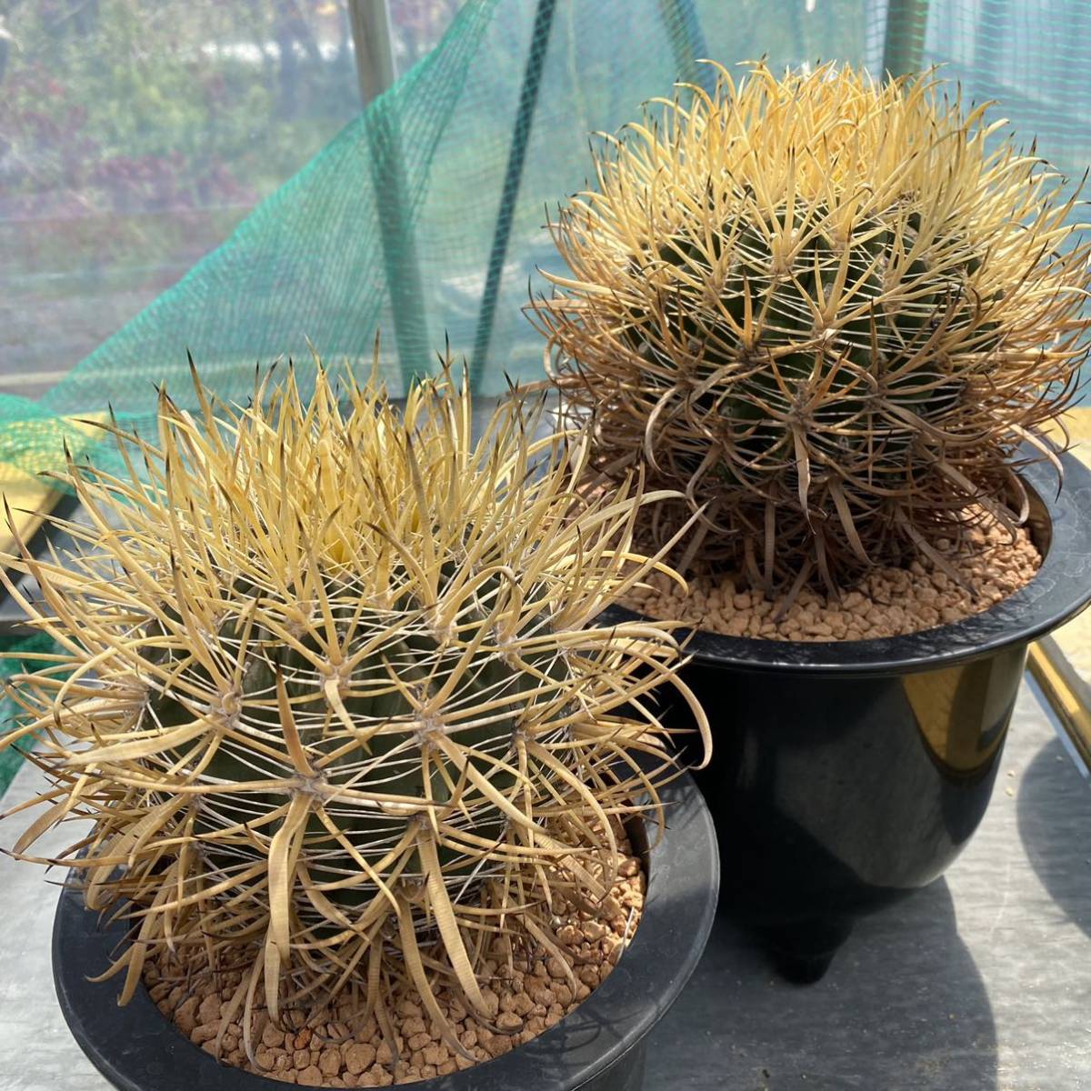 フェロカクタス 西沢金冠竜 実生苗 サボテン多肉植物の落札情報詳細
