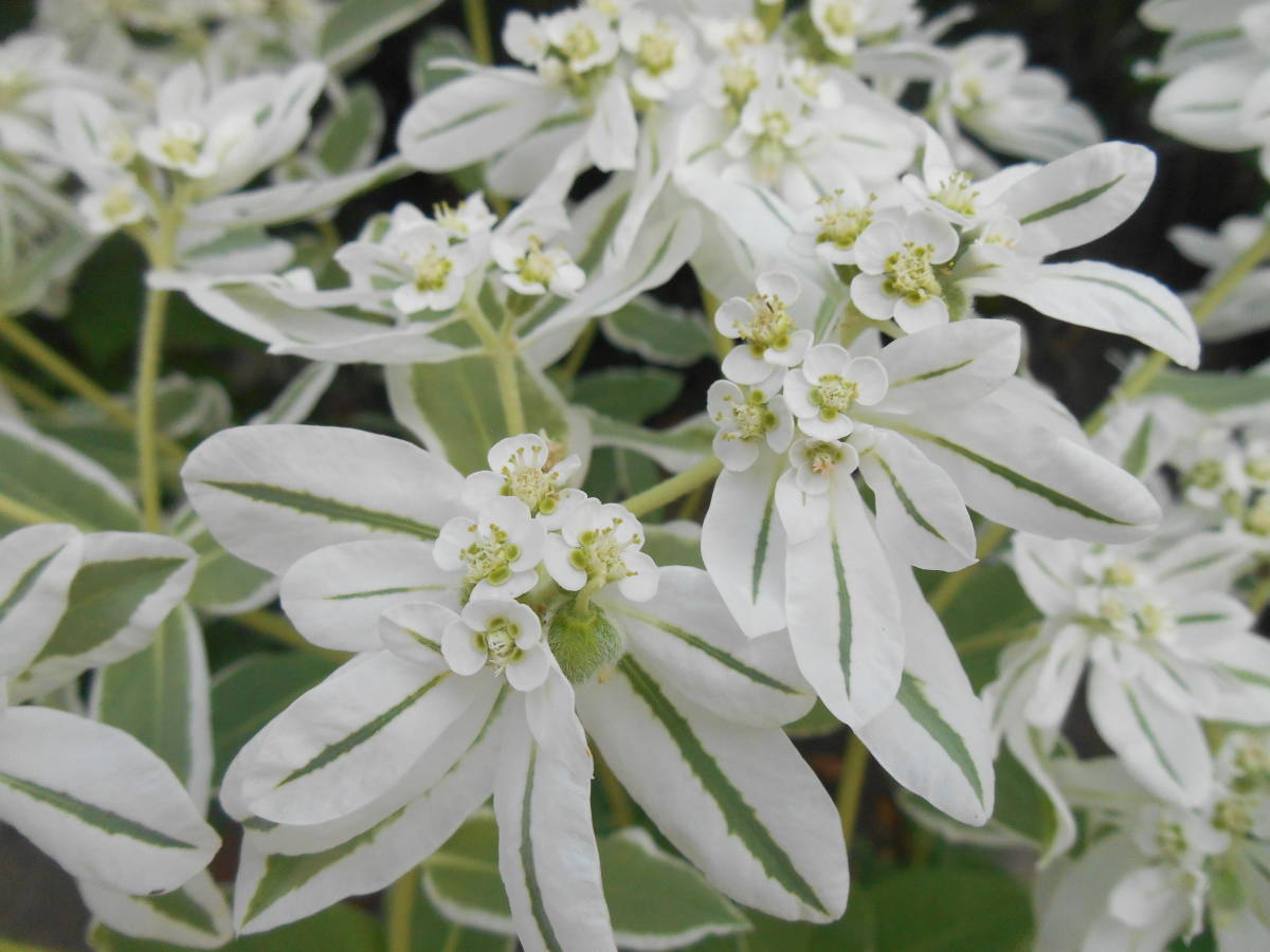 新品 花の苗 ハツユキソウ初雪草 トウダイグサ科の一年草 の落札情報詳細 ヤフオク落札価格情報 オークフリー スマートフォン版