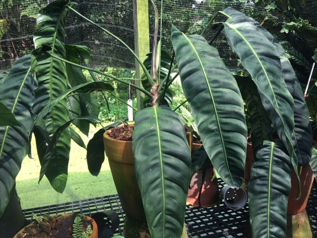 フィロデンドロン・パトリシアエ Philodendron 