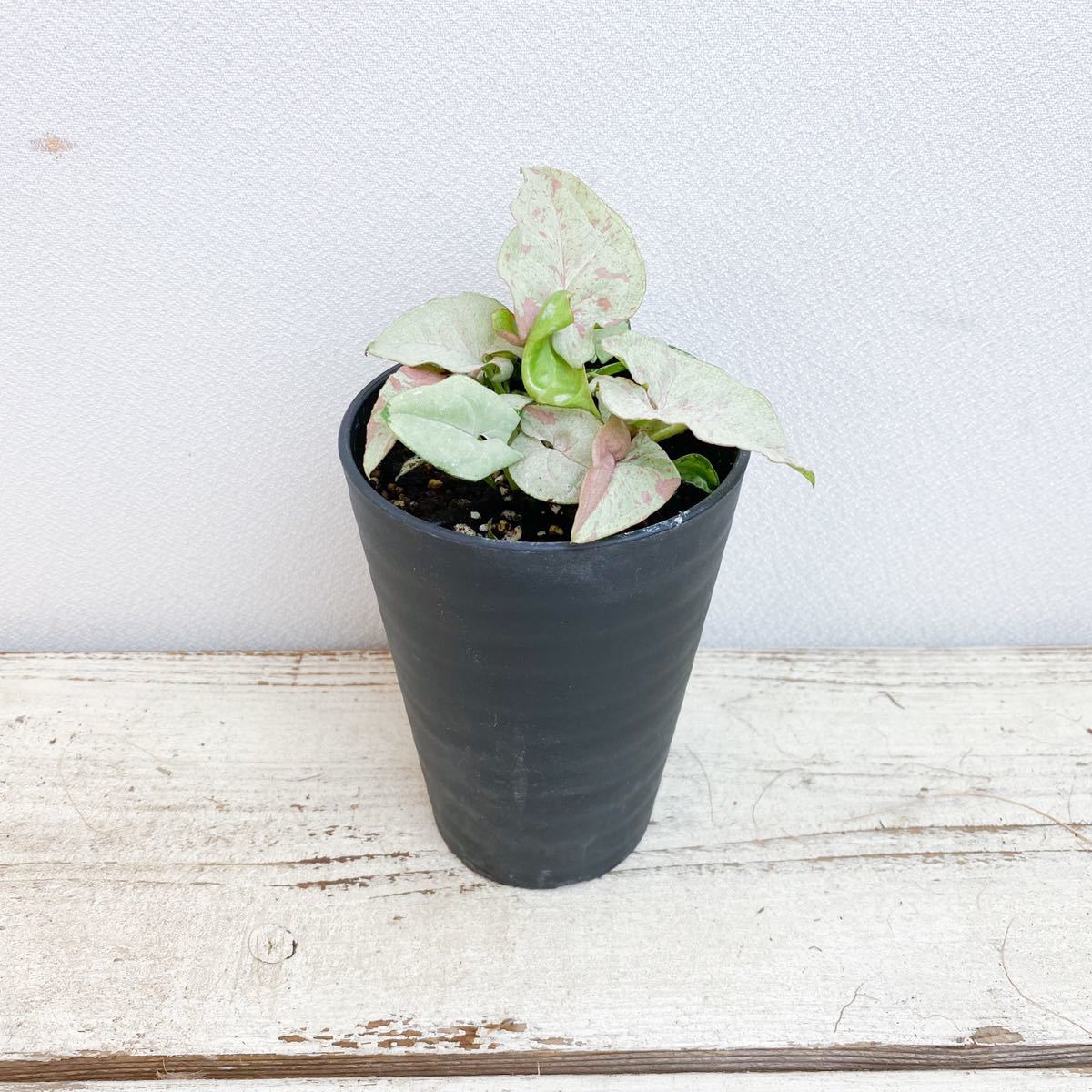 最近30日の花 園芸内カテゴリ オークション落札価格一覧1164ページ目 オークフリー スマートフォン版