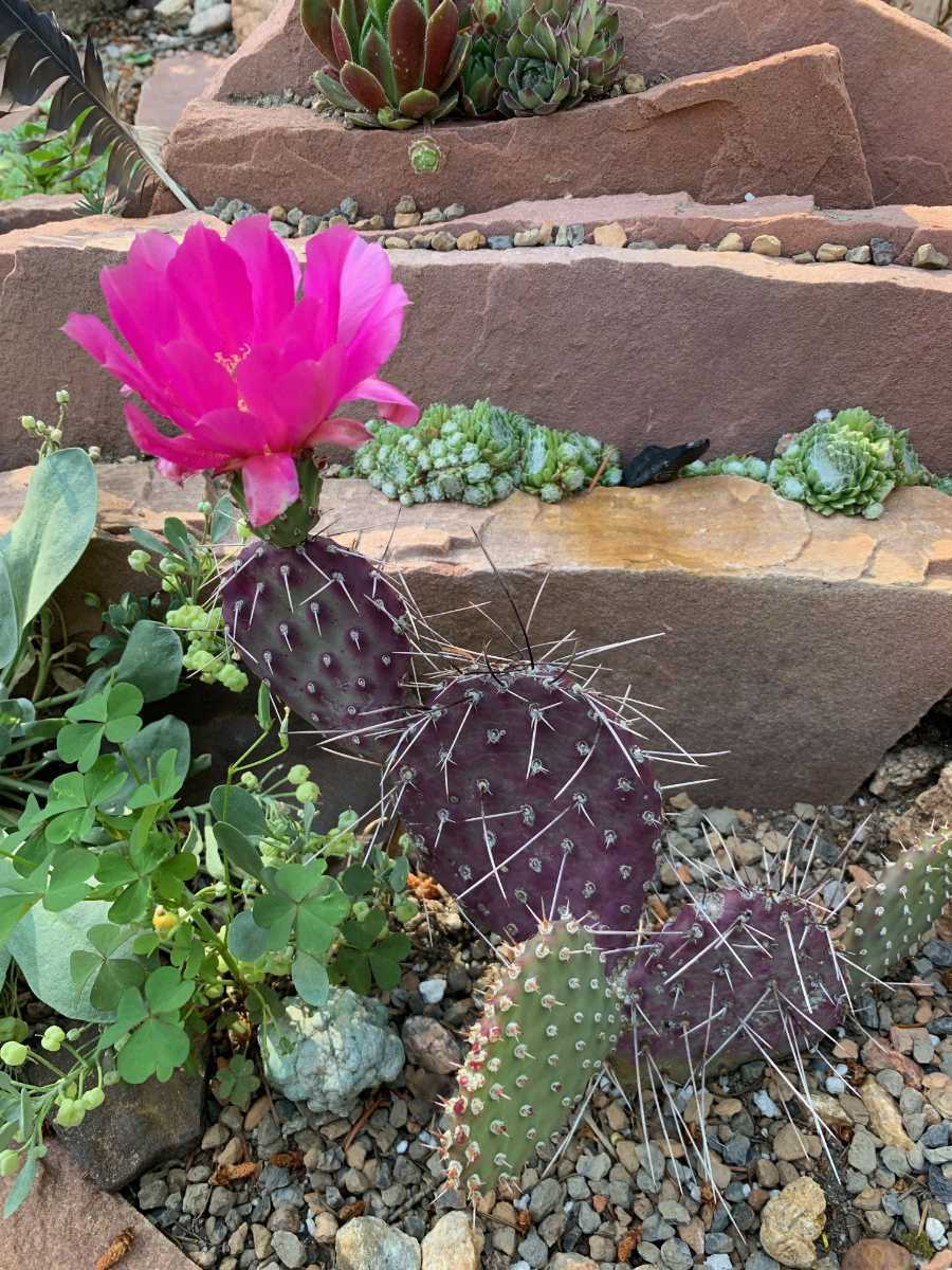 Opuntia Phaeacantha 'Dark Knight'】オプンチア ダークナイト 紫団扇
