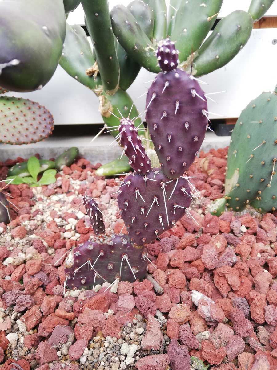紫色のオプンティア サボテン ダークナイトセット Opuntia Phaeacantha 'Dark Knight'】オプンチア ダークナイト 紫団扇
