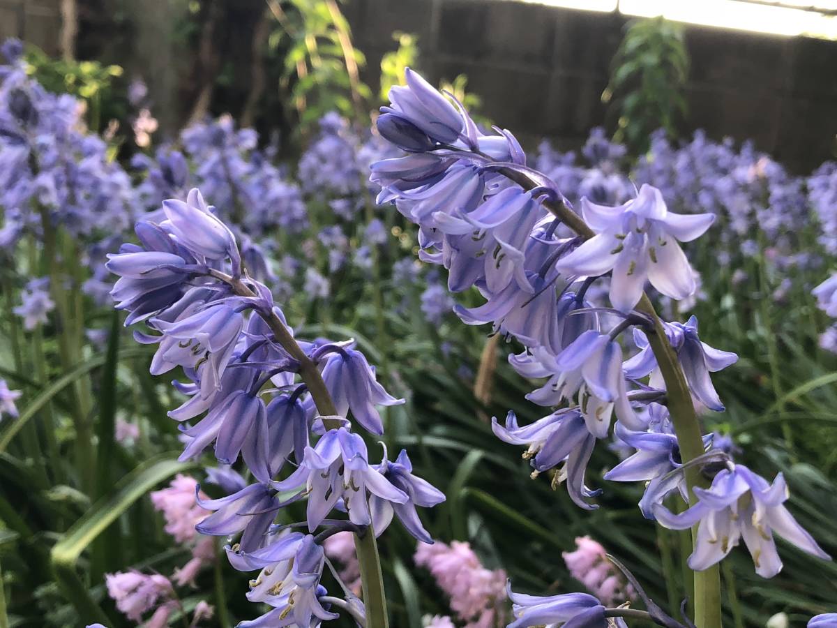 新品 秋植え球根 送料込み つりがね水仙 シラー改めヒアシンソイデス 青花種 半端モノ 異形 500g以上 の落札情報詳細 ヤフオク落札価格情報 オークフリー スマートフォン版