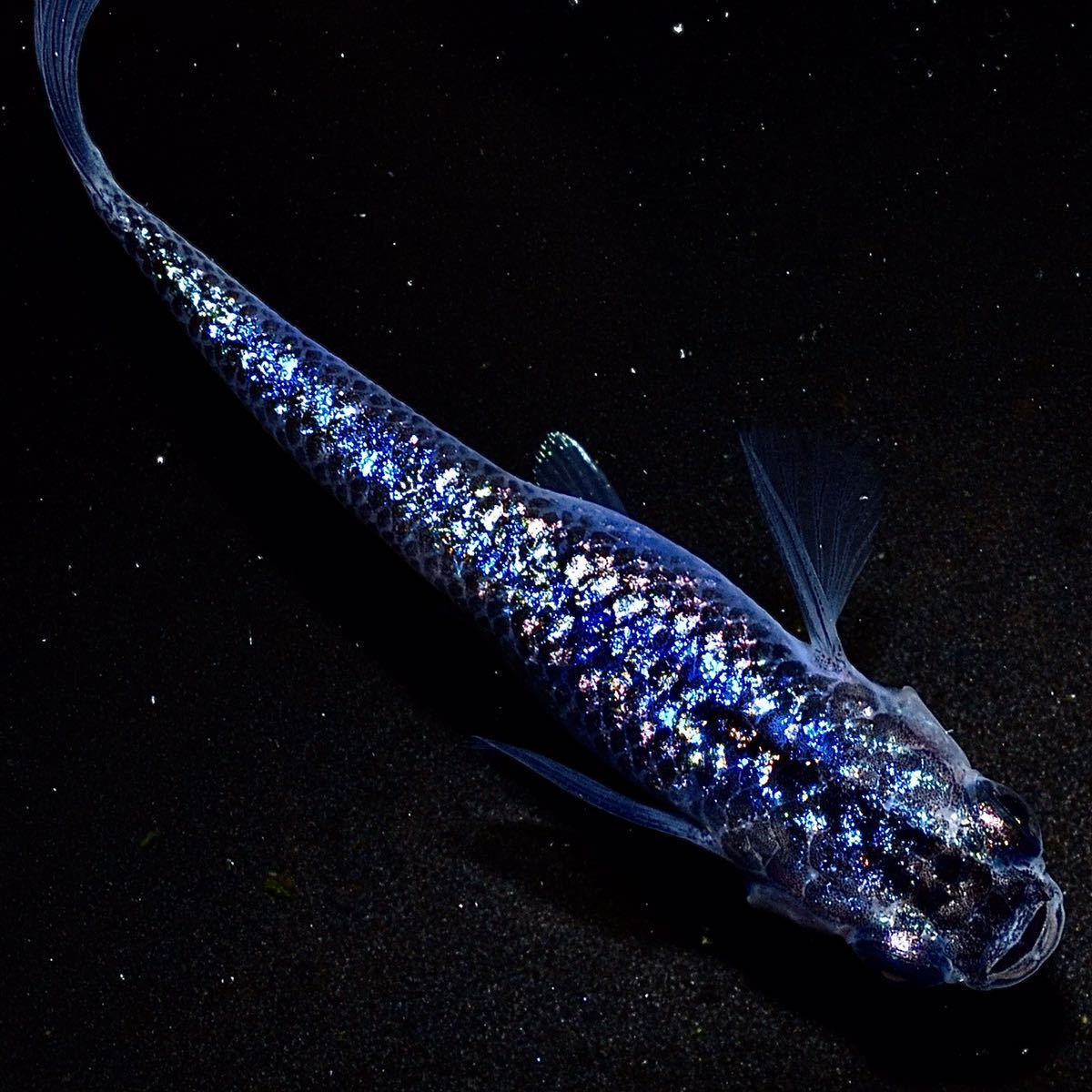 アイアンピラー（鍛錬用特注鉄柱） 24kg アームレスリング