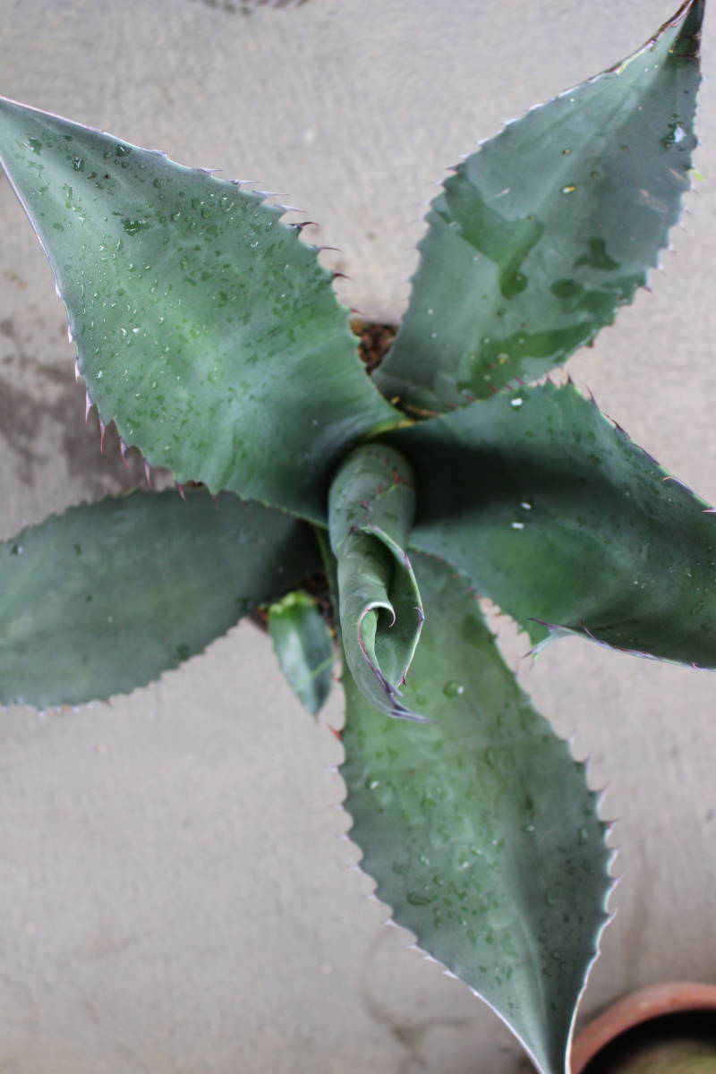 アガベサルミアナフェロックス(子株つき)