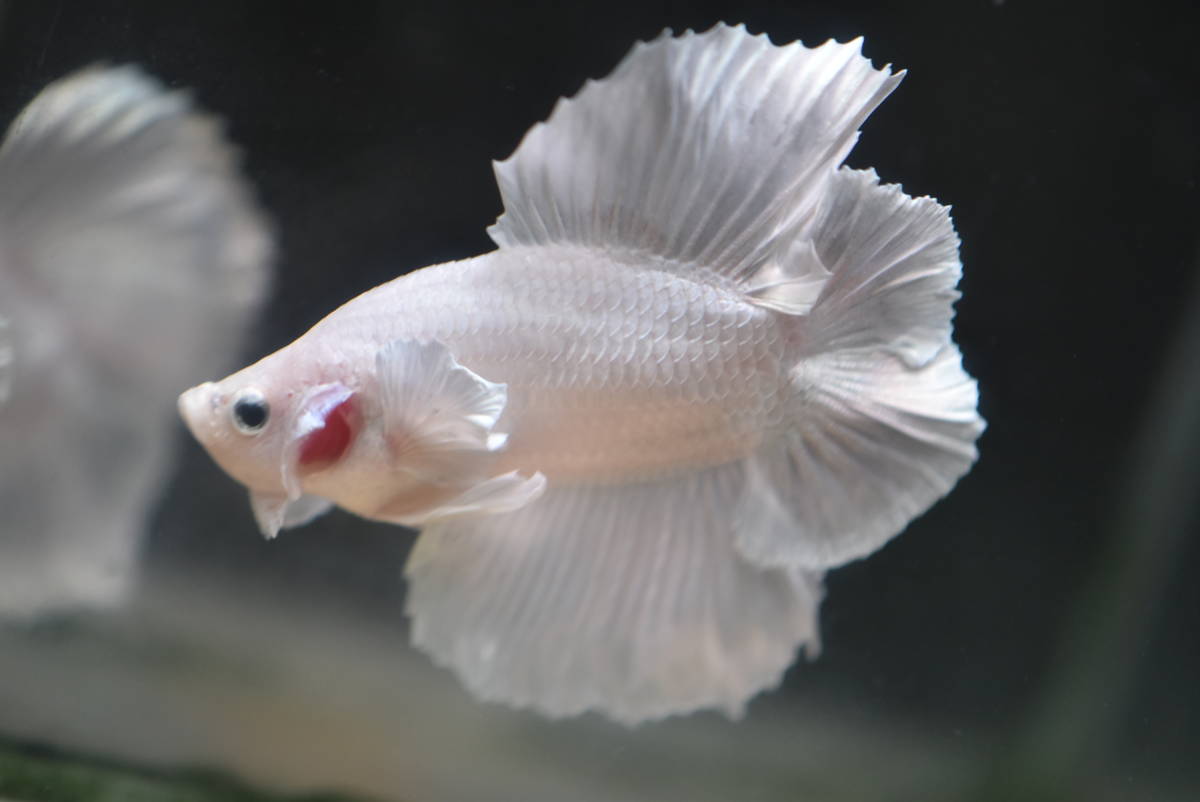 4 タイ現地セレクト極上ベタ ダブルテールプラカット スーパーホワイト オス の落札情報詳細 ヤフオク落札価格情報 オークフリー スマートフォン版