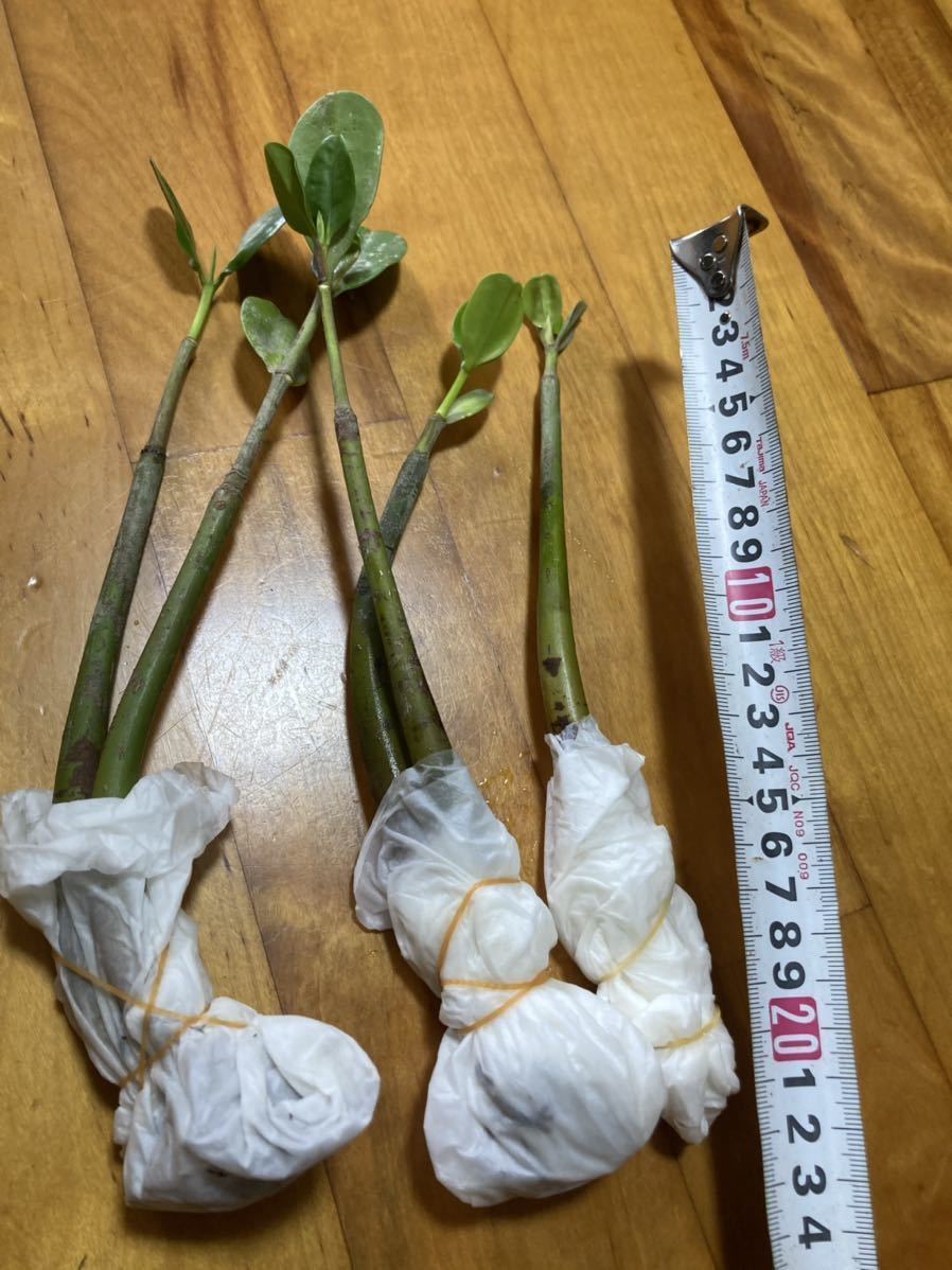 新品 マングローブ苗木メルヒギ５本 の落札情報詳細 ヤフオク落札価格情報 オークフリー スマートフォン版