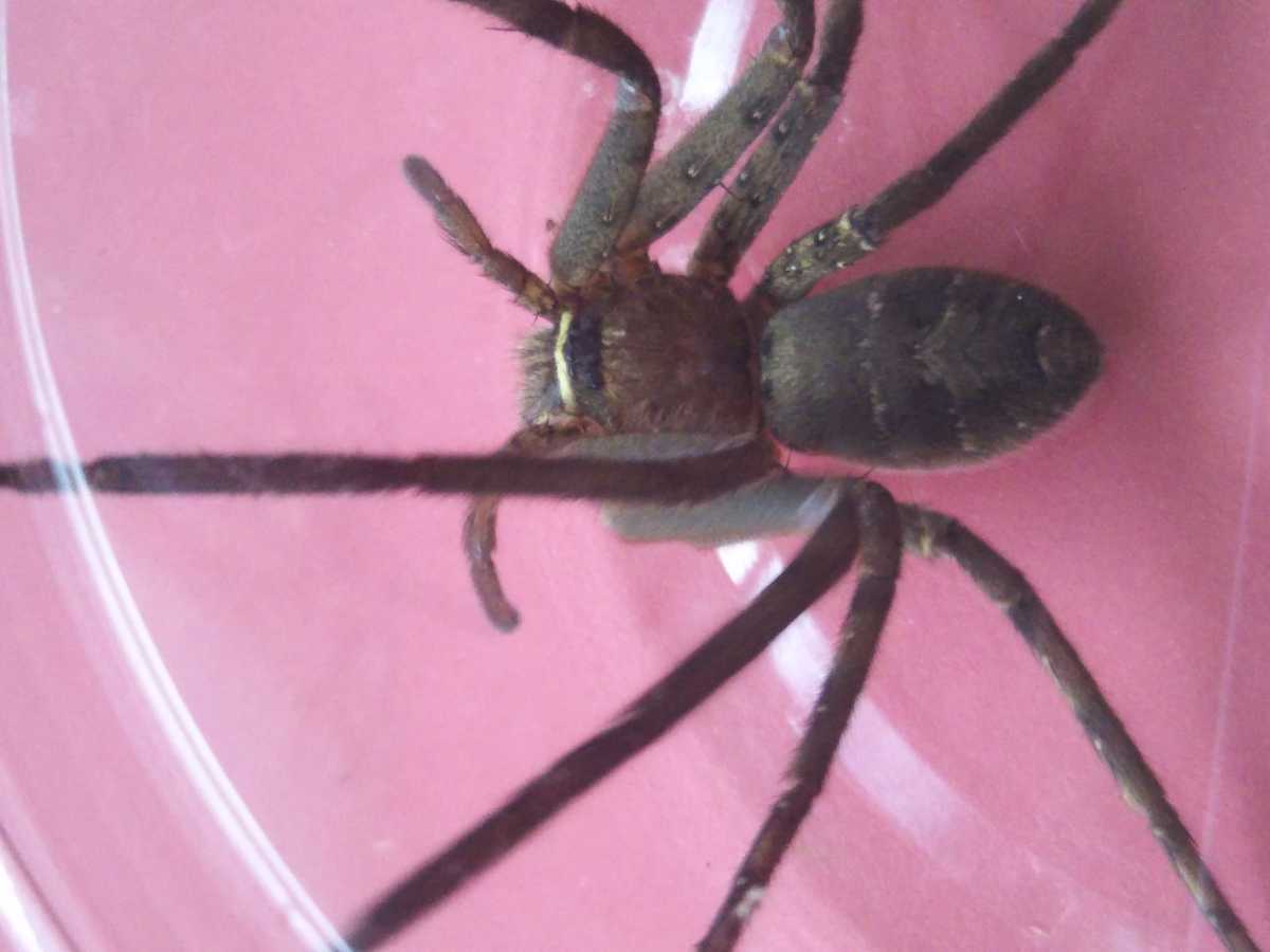 新品 宮崎県産 アシダカグモ軍曹 1匹 メス 約11cm ゴキブリ退治で大活躍してくれます 脚が太くて長いクモです 蜘蛛 の落札情報詳細 ヤフオク落札価格情報 オークフリー スマートフォン版