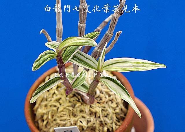 新品】☆セッコク「白龍門七変化」宮崎県産、白・黄の深覆輪縞、珍品