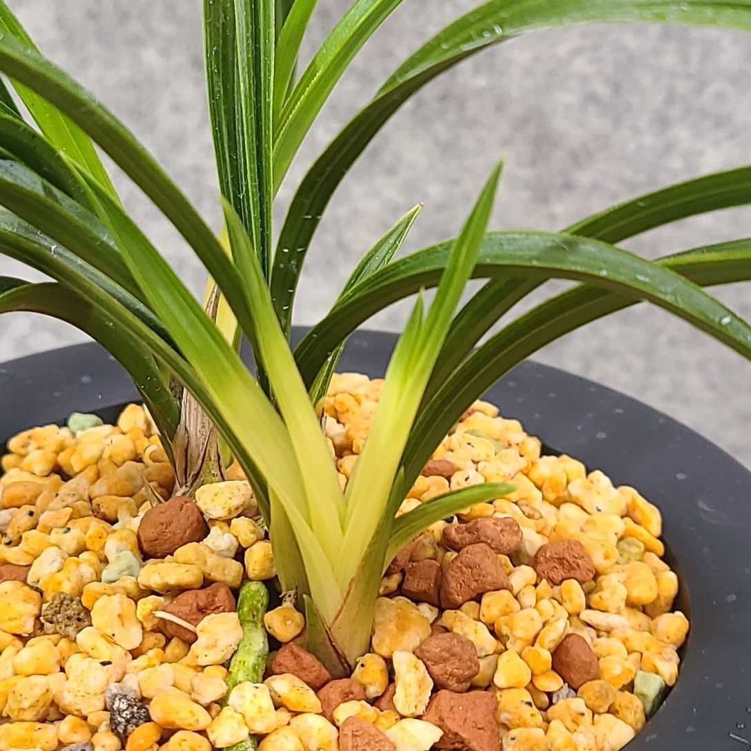 春蘭・寒蘭・日本春蘭・韓国春蘭平成28年全春連協会登録白覆輪羅紗地