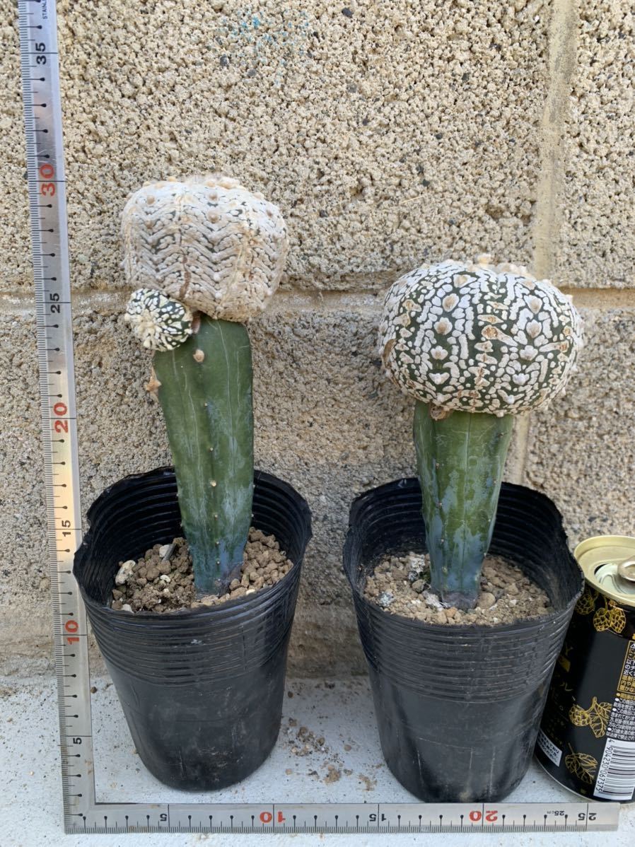 29.アロースーパー兜　サボテン　多肉植物