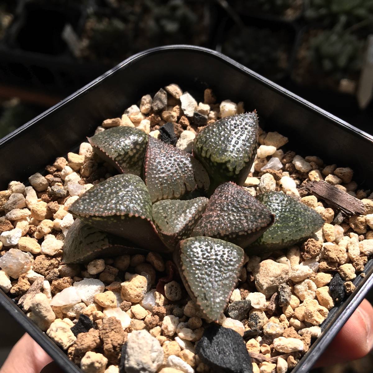 期間限定】【原種】 ハオルチア H. mcmurtryi GM272 多肉植物