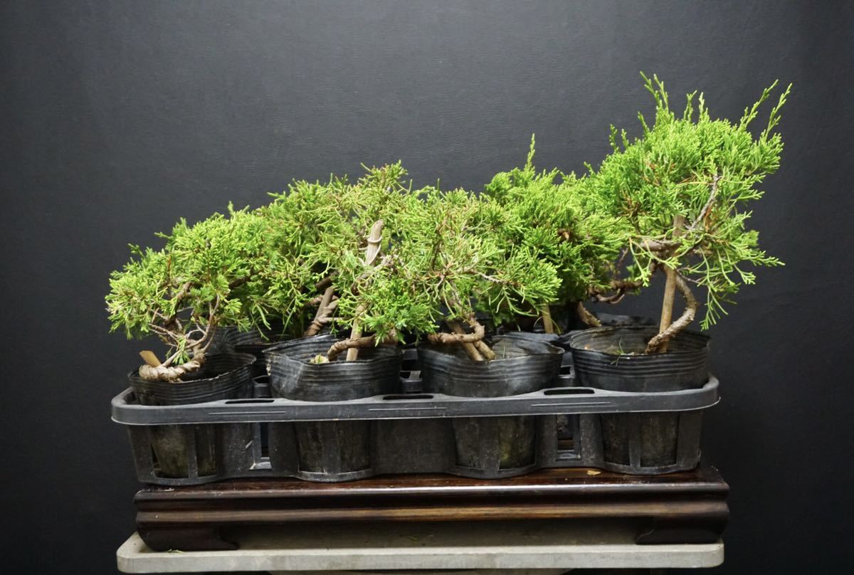 山採り 伊勢杜松》杜松 盆栽 伊勢杜松 山木 / 真柏 五葉松 黒松