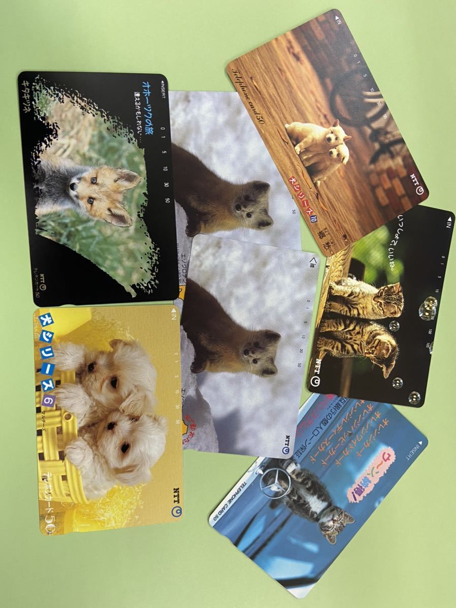 高級品 未使用 テレホンカード テレカ 猫 写真 50度 ポイント消化 テレフォンカード 子猫 Paroissesaintmaximin Fr