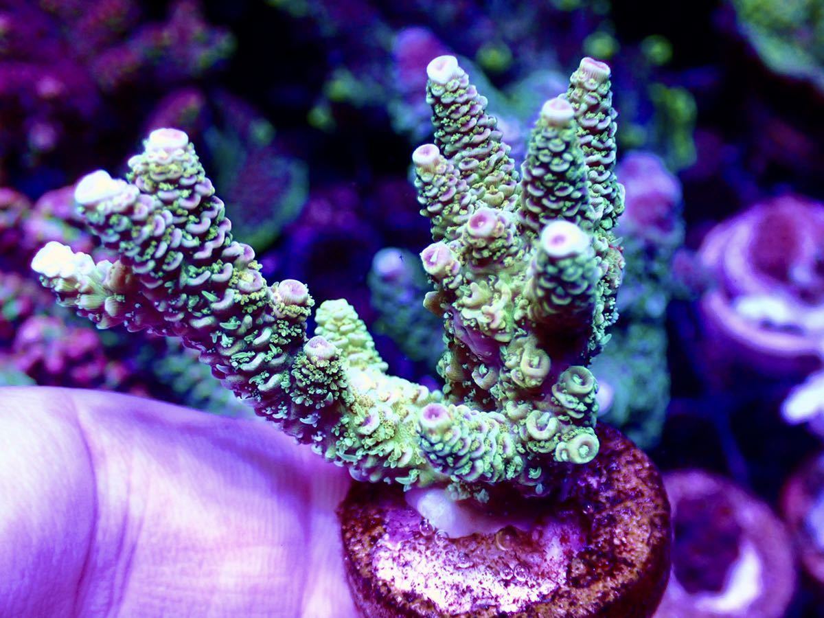 【未使用】【AUS産 Acropora millepora yellow】色揚げ個体 ミドリイシ ハイマツイエロー オーストラリア産サンゴ の ...